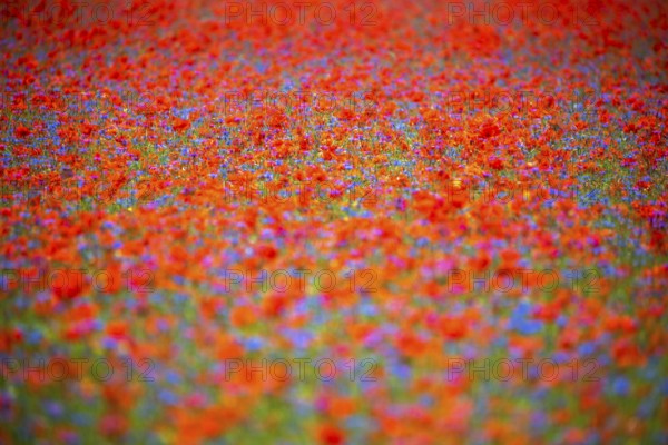 The lentil bloom in Castelluccio di Norcia, nestled in the Sibillini Mountains of the Italian