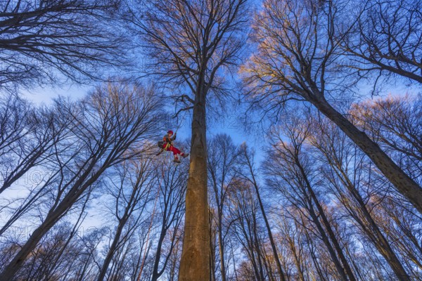 In Cademario, in the canton of Ticino, an arborist climbs a tree in the forest. An arborist is a