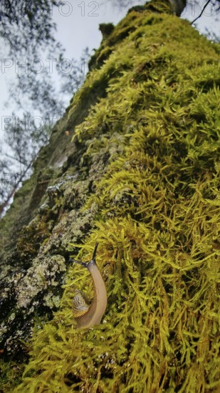 A snail (cochlea) crawls over a mossy (bryophyta) tree trunk in the forest, hiking along the former