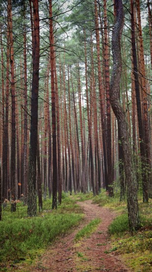 A narrow path winds through a dense pine forest (pinus), hiking along the former inner-German