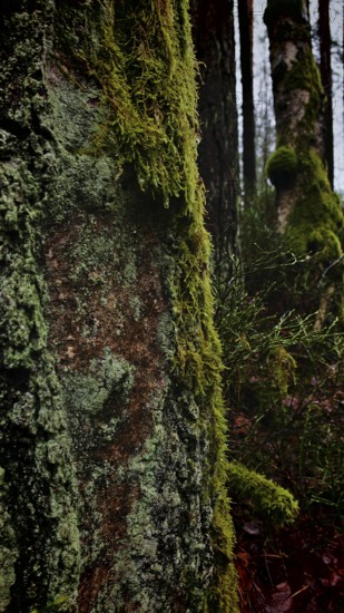 Close-up of a tree trunk with green moss (Bryophyta) in the forest, hiking along the former