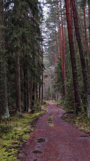 A winding path meanders through a pine forest (pinus), the atmosphere is rugged and natural, hiking