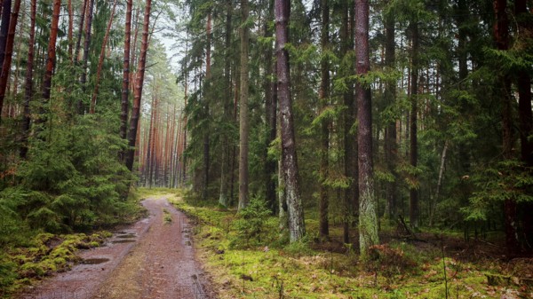 A narrow path leads through a dense pine forest (pinus), the surroundings are quiet and peaceful,
