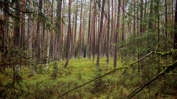 View through a pine forest (pinus) with grassy ground, calming natural scene, hiking along the