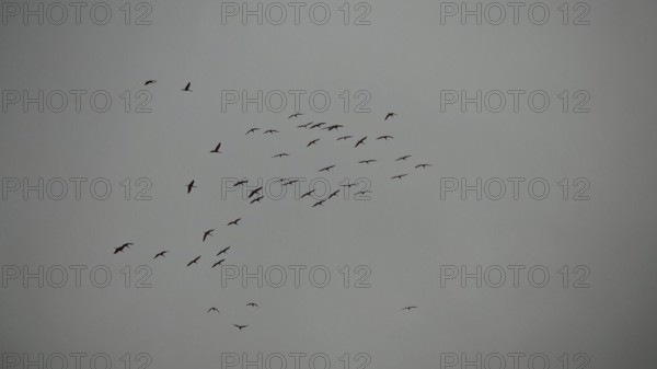 A flock of cranes (grus grus) flies high in the grey sky on a rainy day, hiking along the former