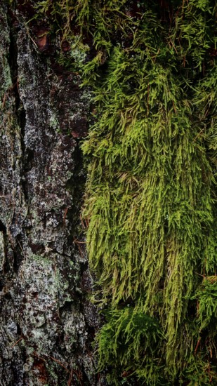 Close-up of moss (bryophyta) on a rough tree bark in the forest, hiking along the former