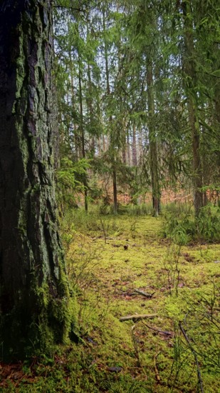 View past a tree with coarse bark in the foreground, A quiet forest with moss-covered (bryophyta)