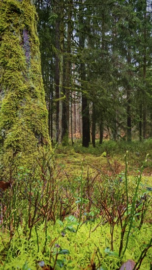 Moss-covered (bryophyta) plants on the forest floor, surrounded by tall trees, hiking along the