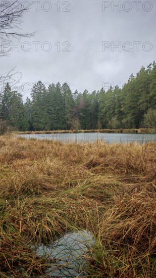 Quiet forest landscape with a small lake and wintry meadows under cloudy skies, hiking on the