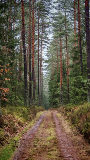 A quiet, tree-lined forest trail through the forest, hiking on the former inner-German border on