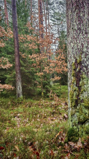 Wooded landscape with moss-covered trees and autumn leaves, hiking on the former inner-German
