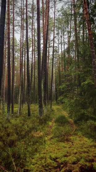 Narrow path leading through the dense pine forest (pinus), surrounded by natural vegetation, hiking