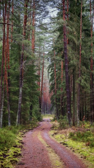 A narrow forest path, flanked by tall pines (pinus), leads into the depths of the forest, peaceful