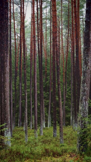 Dense cluster of straight pines (pinus) in the forest, remarkable for their height and dense
