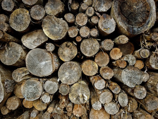 Stacked tree trunks with clearly visible annual rings and a natural atmosphere, hiking on the