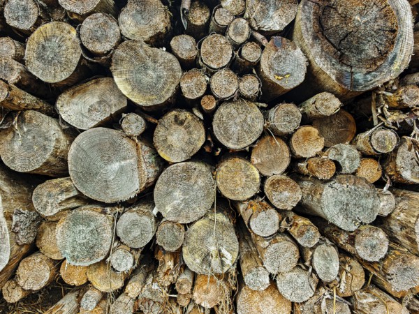 Stacked wood with visible tree rings, natural wood look, hiking on the former inner-German border