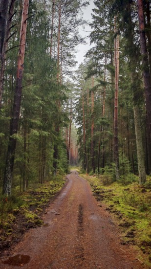 A straight forest path surrounded by tall pines (pinus) leads through a quiet, green forest, hiking