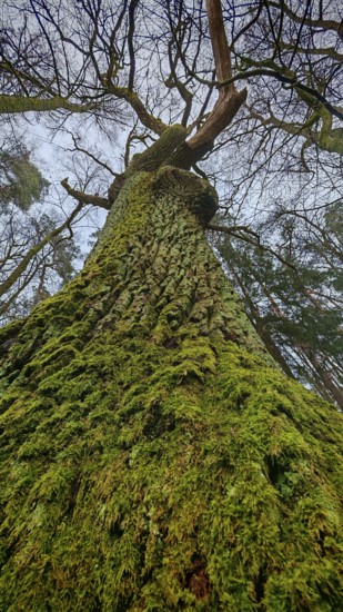 Photographic shot of a tall moss-covered tree from a frog's eye view, hiking on the former