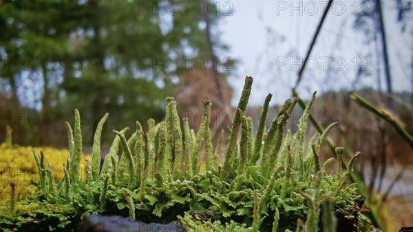 Close-up of green moss structures (bryophyta) and lichens (lichen) growing over a natural forest