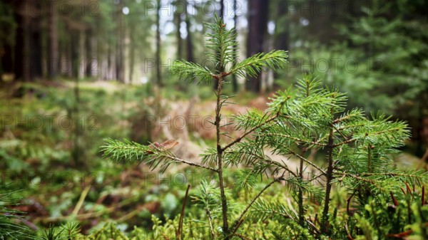 Close-up of a small conifer tree in the middle of a dense forest, hiking on the former inner-German
