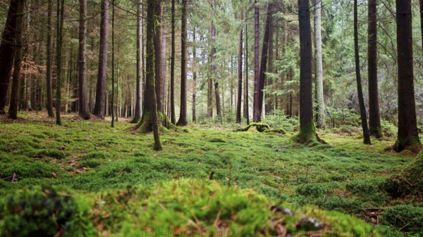 Lights, moss-covered forest floor with tall trees below atmospheric, soft light falls, hiking on