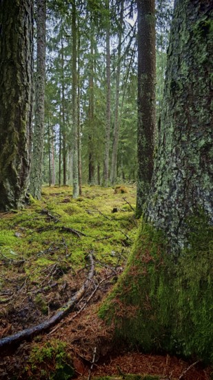 Moss-covered (bryophyta) tree trunks in a dense forest area, hiking along the former inner-German