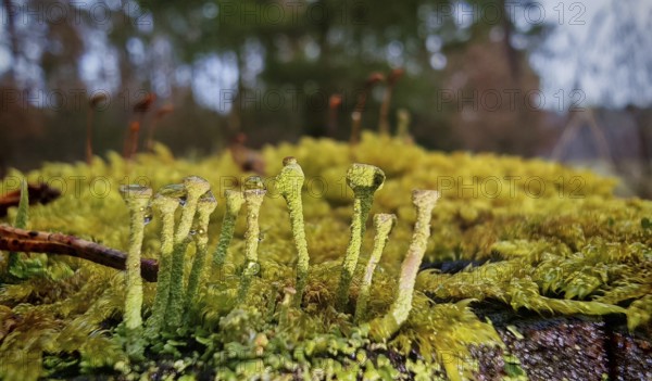 Small, detailed mosses (bryophyta) and bright trumpet lichens (cladonia fimbriata) stretch across