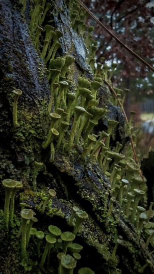 Close-up of mosses and trumpet lichens (cladonia fimbriata) growing on moist tree bark, hiking