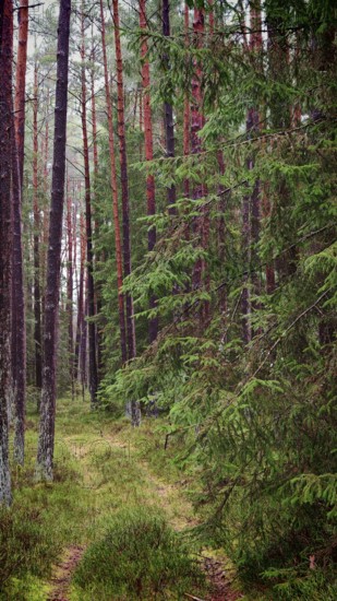 Narrow path through the forest, flanked by tall pines (pinus) and dense vegetation, hiking along