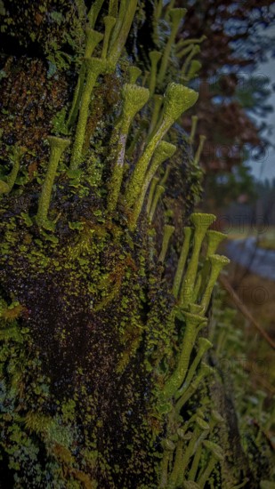 Green trumpet lichens (cladonia fimbriata) and moss formations cover a dark, damp tree trunk,