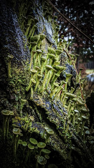 Close-up of trumpet lichens (cladonia fimbriata) growing densely on an uneven tree trunk, hiking