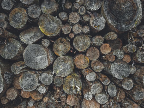 Stacks of tree trunks in various shades of gray that convey a rustic atmosphere, hiking on the