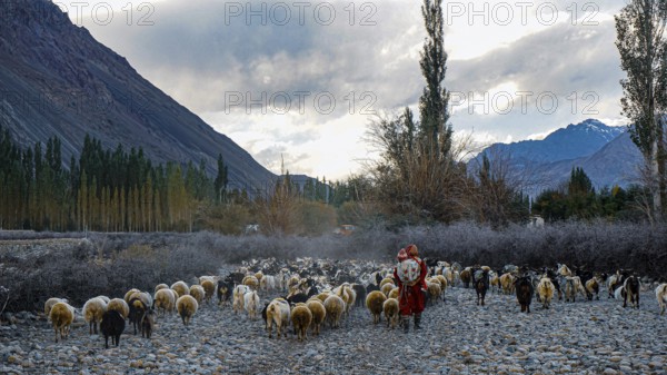 Herd of sheep (ovis) in the Nubra valley with sheep and shepherdess with child in a mountainous