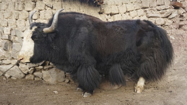A large yak (bos mutus) with black hair resting in front of a stone wall in a village, trekking in