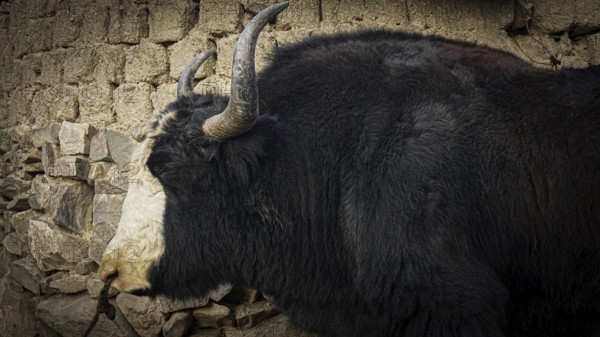 Side view of a yak (bos mutus) with imposing horns in front of a stone wall in a village, trekking