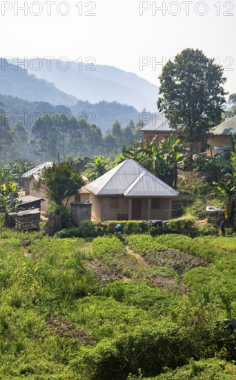 Small village nestled between green hills, on the edge of the Bwindi Impenetrable Forest, Rushaga,