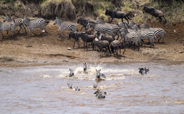 Steppe zebras (Equus quagga) and wildebeest (Connochaetes taurinus) crossing the Mara River, Great