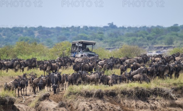 Wildebeest (Connochaetes taurinus), migrating wildebeest herd, safari vehicle behind, Great