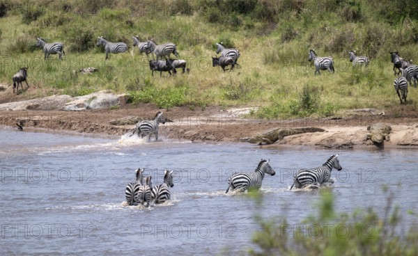 Steppe zebras (Equus quagga) crossing the Mara River, Nile crocodiles (Crocodylus niloticus) on the