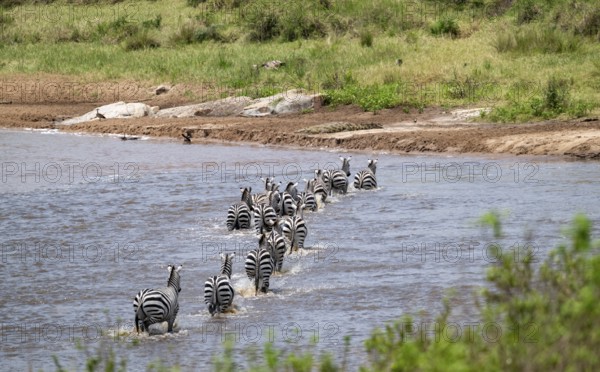 Steppe zebras (Equus quagga) crossing the Mara River, Great Migration, Serengeti National Park,