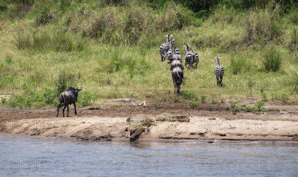 Steppe zebras (Equus quagga) and wildebeest (Connochaetes taurinus) after crossing the river,