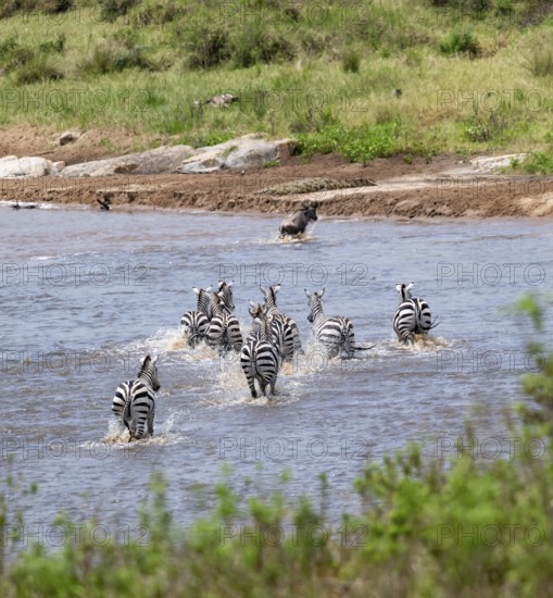 Steppe zebras (Equus quagga) and wildebeest (Connochaetes taurinus) crossing the Mara River, Great