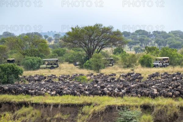 Wildebeest (Connochaetes taurinus), migrating herd of wildebeest, safari vehicles behind, Great