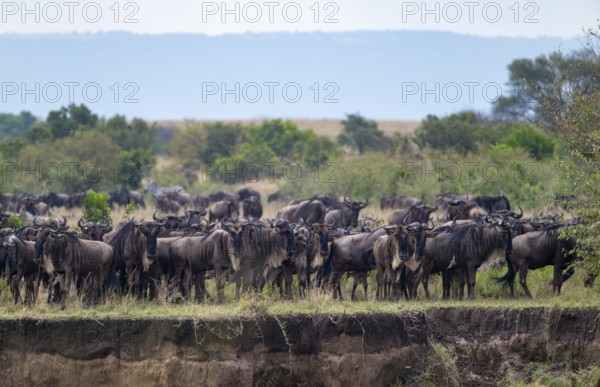 Wildebeest (Connochaetes taurinus) on the river bank, migrating herd of wildebeest, Great Migration