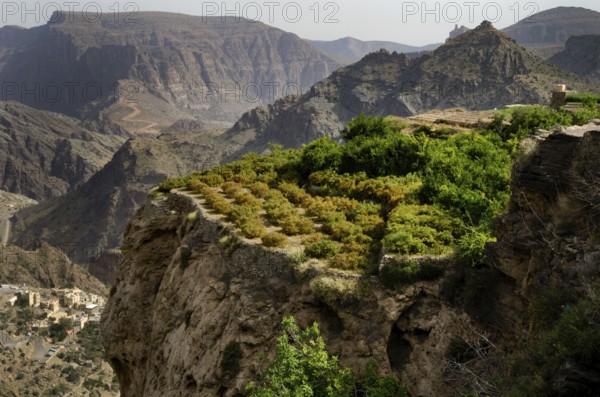 The green mountains called Jebel Akhdar of the Hajar mountain range, the harsh interior of Oman,