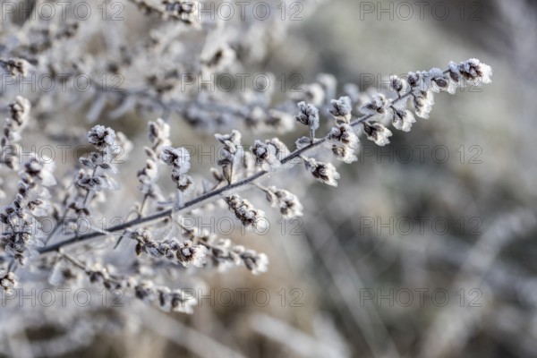 Mugwort (Artemisia vulgaris) covered with hoar frost in the winter morning light