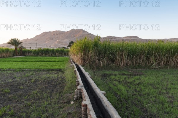 An Egyptian farm irrigation system to channel water from the River Nile to sugar cane plantations