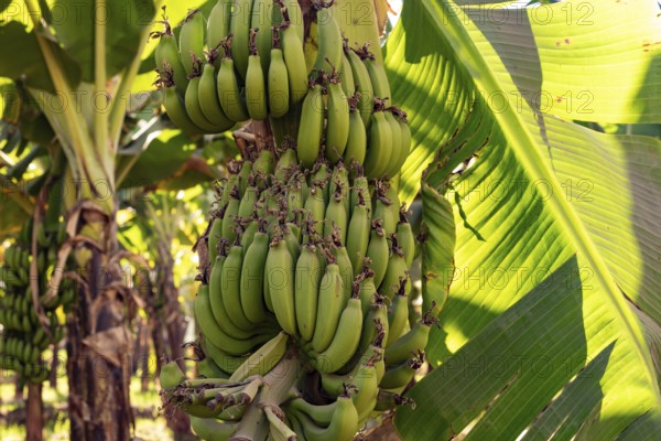 Green banana plants growing on a farm along the River Nile in Upper Egypt, the fruit is a water
