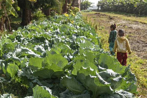 Cabbages growing on a small holding farm beside the River Nile in Upper Egypt. Agriculture in rural