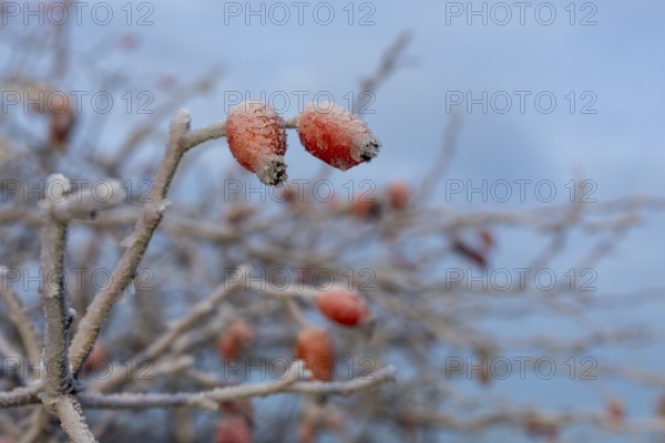 2 rose hips with hoarfrost in autumn, Saxony, Germany